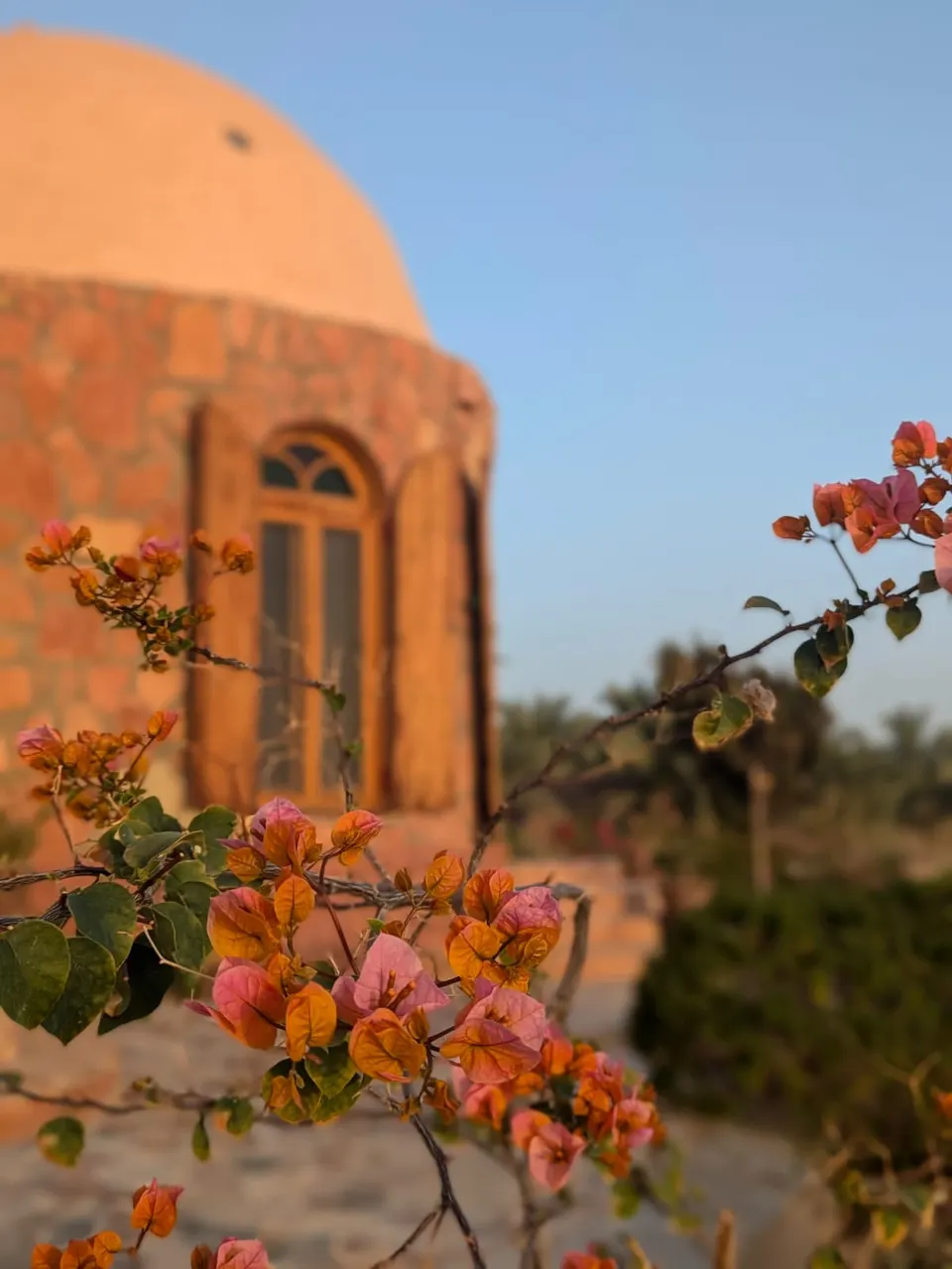 Blossoms against the sand-coloured lodge facade