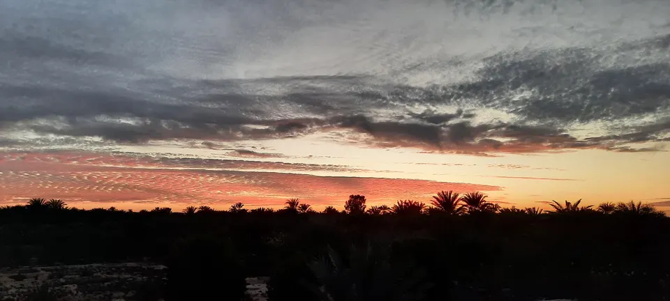 Evening sky above the palm trees of the oasis