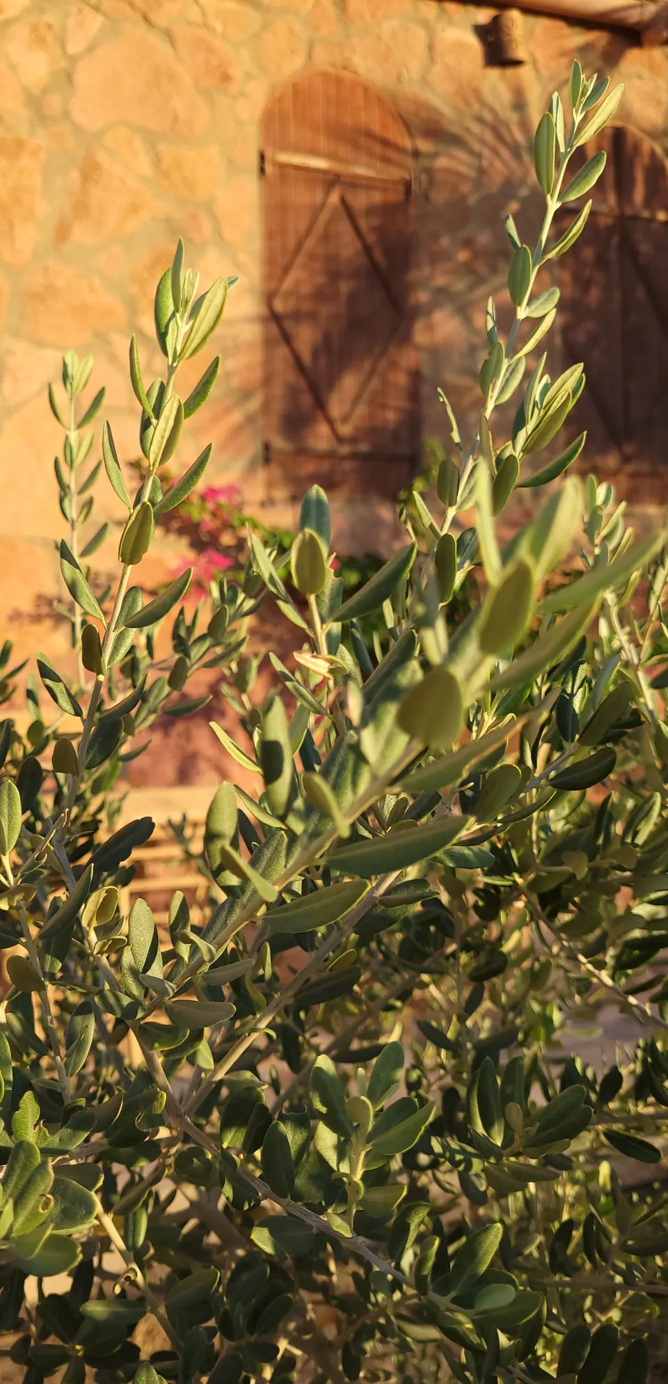 Olive branches with narrow green and silver leaves beside a stone wall