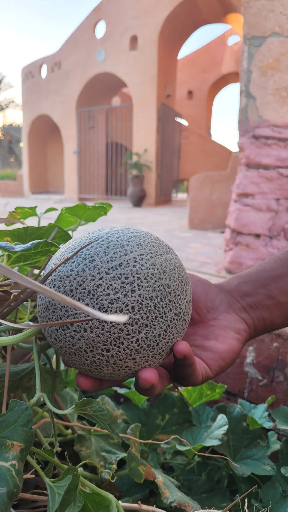 A netted melon held beside its vine in the lodge garden