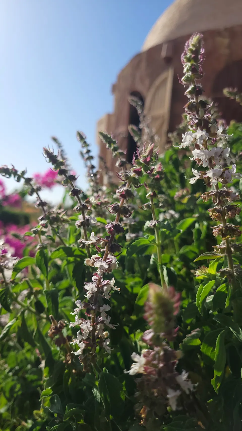 Basil flower spikes with small pale blossoms in the lodge garden