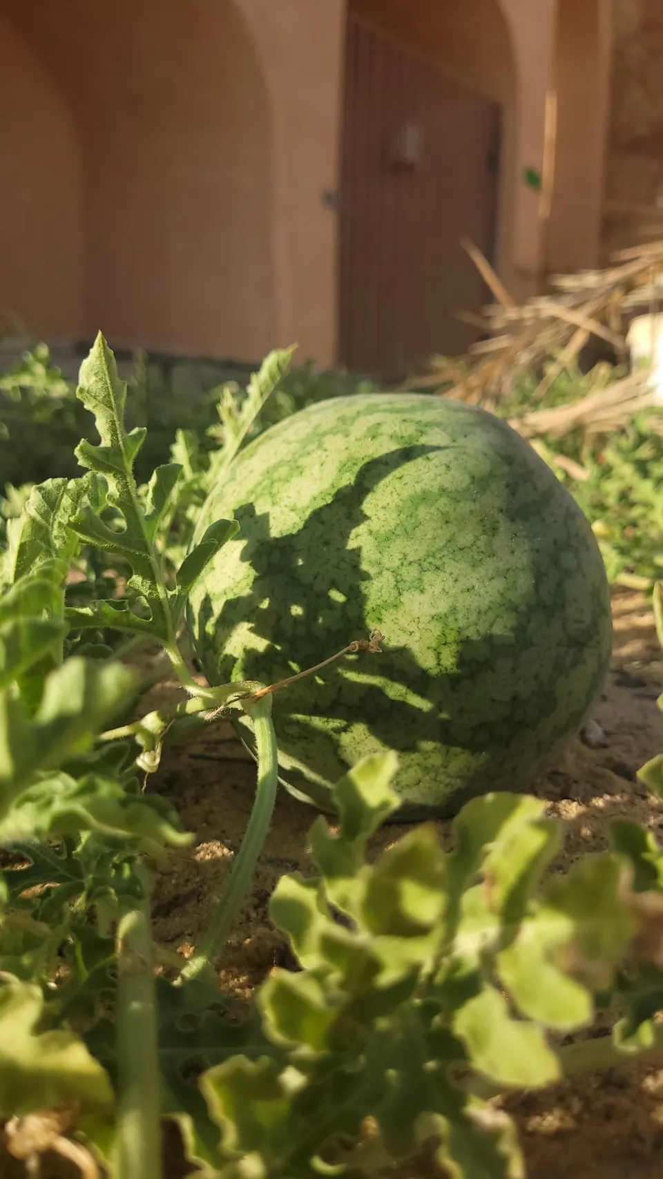 A green striped watermelon among its trailing vines