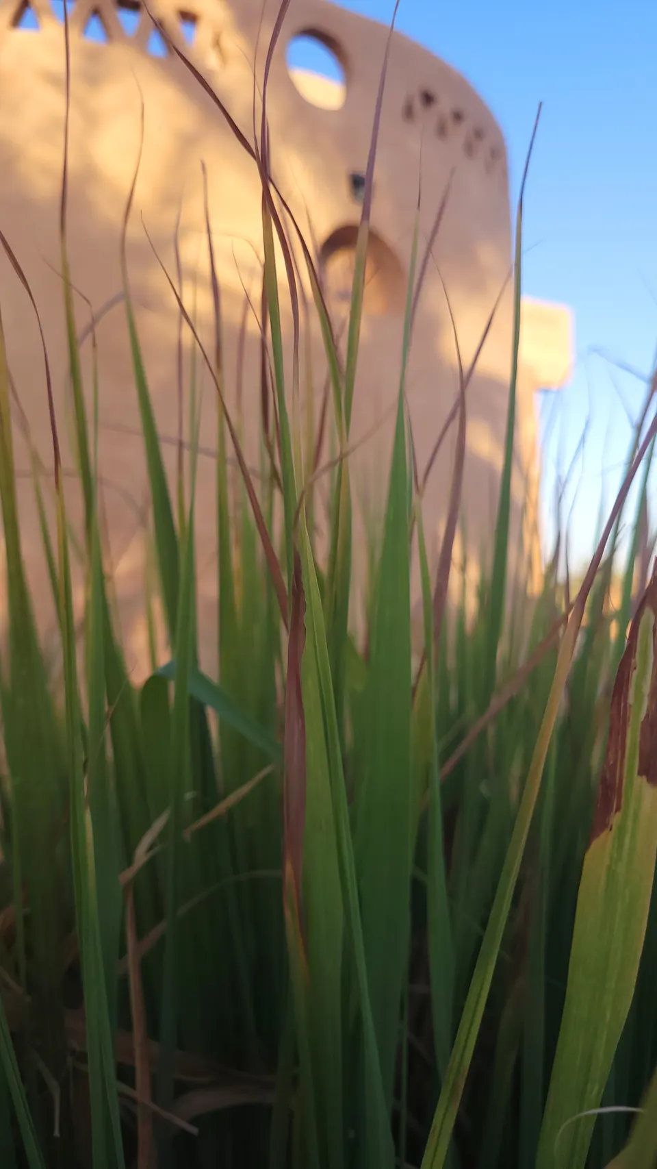 Slender lemongrass leaves in front of the lodge walls