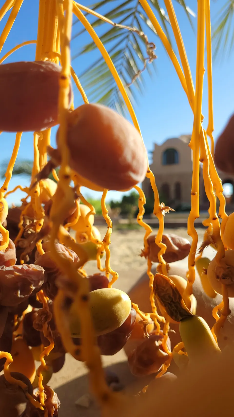 Dates hanging from golden stems beneath palm fronds in the lodge garden