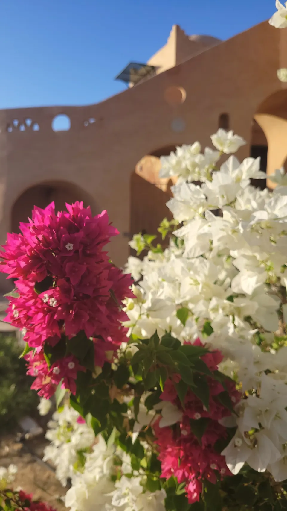 Pink and white flowers beside the lodge’s warm stone walls