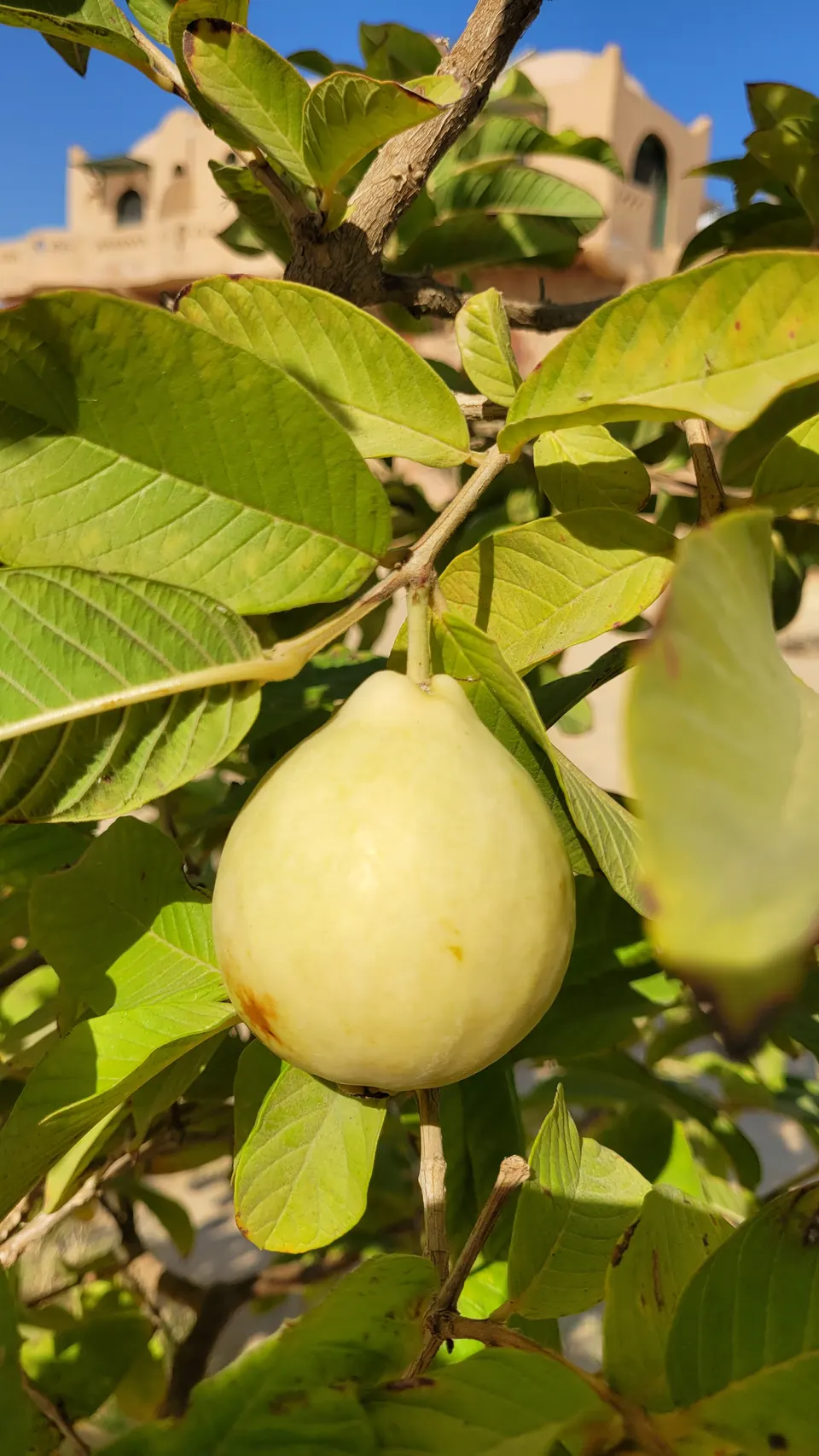 A pale guava among broad, deeply veined leaves in the lodge garden