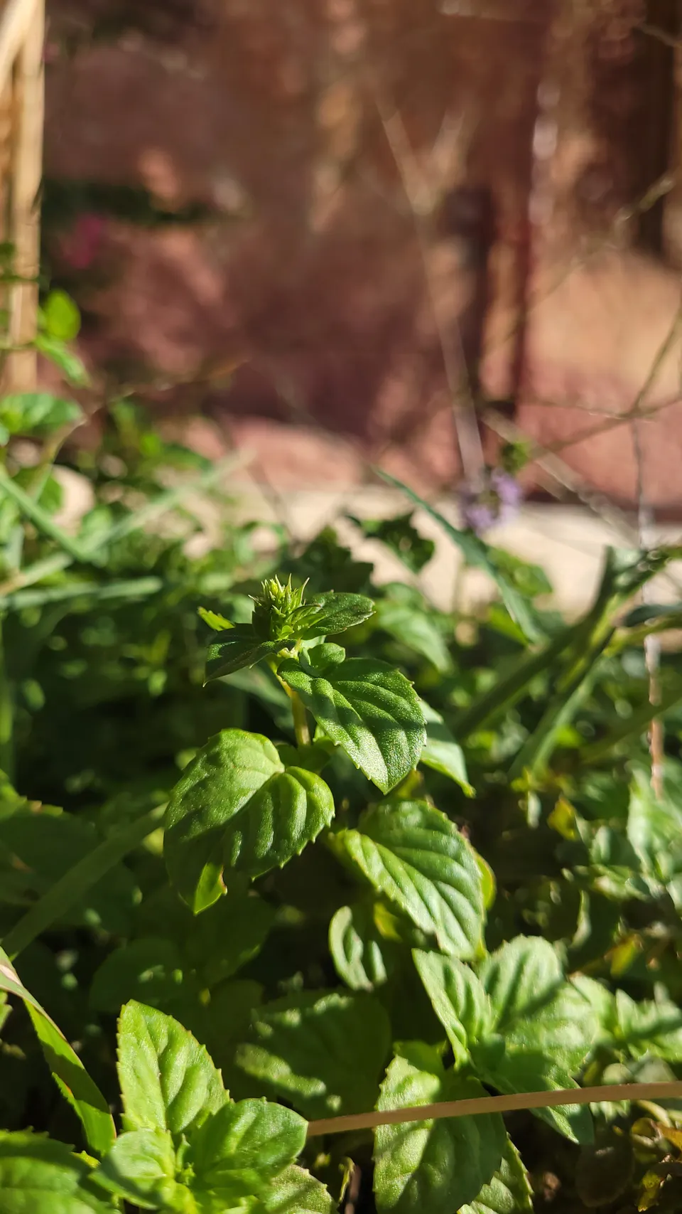 Fresh green mint leaves and a new shoot in the lodge garden